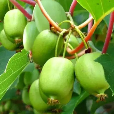 Актинидия ЭСТАФЕТА аргута в Солигорске