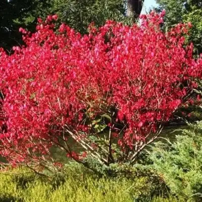 Бересклет ЕВРОПЕЙСКИЙ в Солигорске