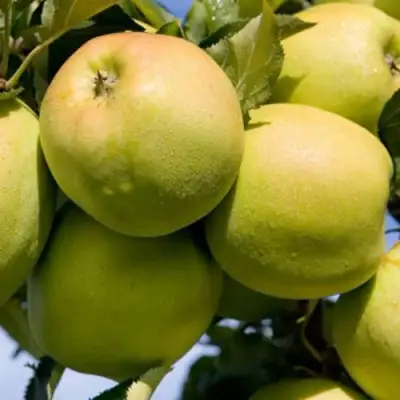 Яблоня МУТСУ в Солигорске