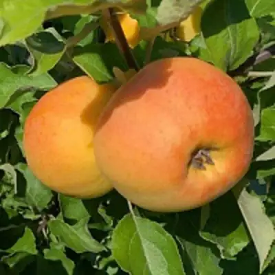 Яблоня АНТОНОВКА ЗОЛОТАЯ в Солигорске