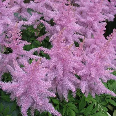 Астильба ГИАЦИНТ Арендса в Солигорске