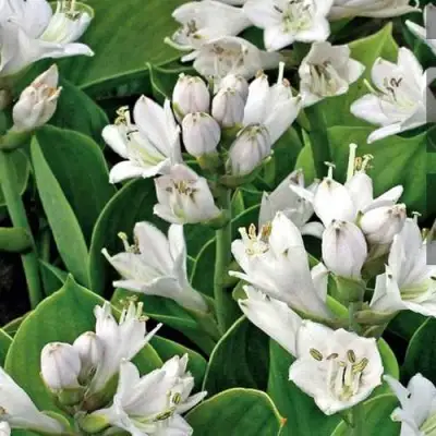 Хоста МОНСТЕР ИРЗ гибридная в Солигорске