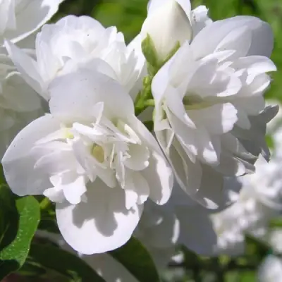 Жасмин ЖИРАНДОЛЬ в Солигорске