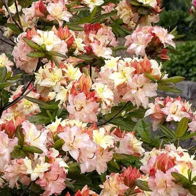 Азалия КЭННОНС ДАБЛ листопадная в Солигорске