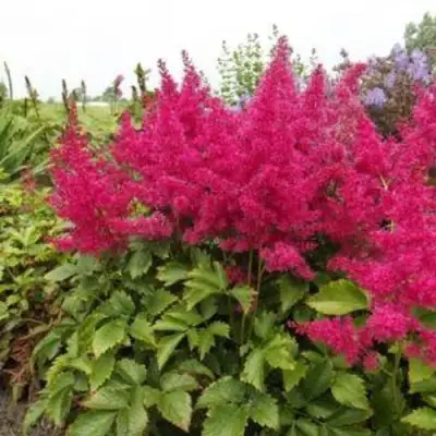 Астильба САННИ ДЕЙ гибридная в Солигорске