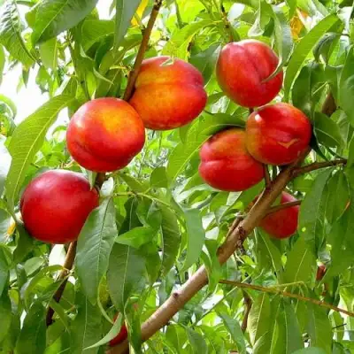 Нектарин ХАРБЛЕЙЗ в Солигорске