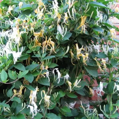 Жимолость ХАЛЛИАНА японская (Хелиана) в Солигорске