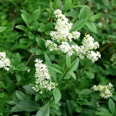 Бирючина обыкновенная АТРОВИРЕНС в Солигорске