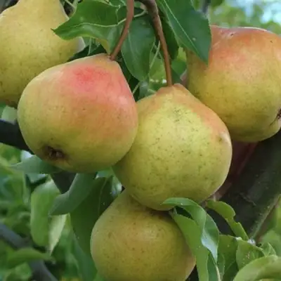 Груша ПАМЯТЬ ЯКОВЛЕВА в Солигорске