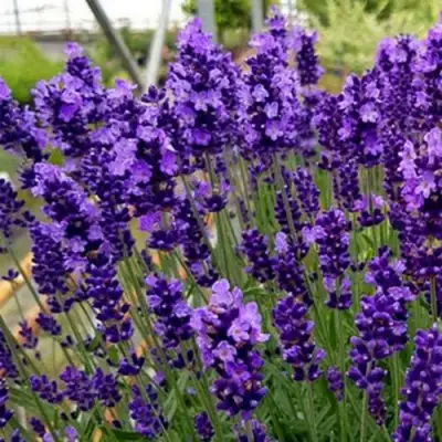 Лаванда ХИДКОТ БЛЮ узколистная в Солигорске
