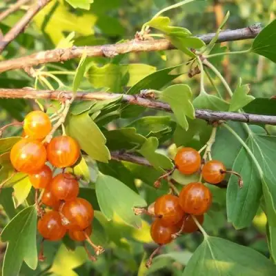 Смородина золотистая ЛЯЙСАН в Солигорске