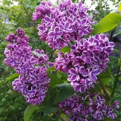 Сирень СЕНСАЦИЯ в Солигорске