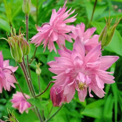 Аквилегия БАРЛОУ ПИНК гибрид МакКаны в Солигорске