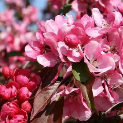 Яблоня РУДОЛЬФ декоративная  в Солигорске