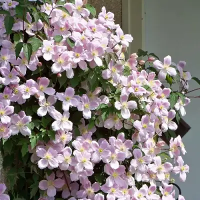 Клематис ГОРНЫЙ в Солигорске