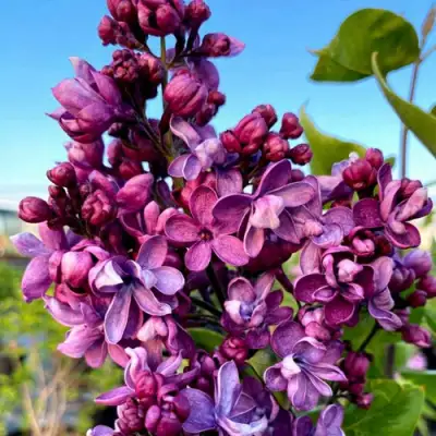 Сирень ВИОЛЕТТА в Солигорске