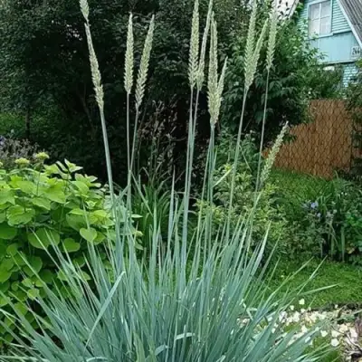 Элимус БЛЮ ДЮН песчаный в Солигорске