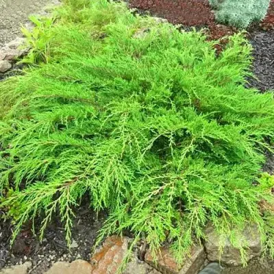 Микробиота ЯКОБСЕН перекрестнопарная в Солигорске