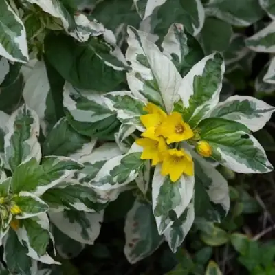 Вербейник АЛЕКСАНДР точечный в Солигорске