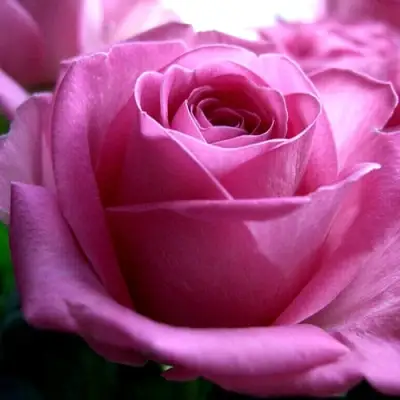 Роза ЭЙФЕЛЕВА БАШНЯ чайно-гибридная в Солигорске