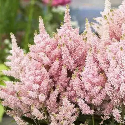 Астильба ЮНИК САЛМОН гибридная в Солигорске