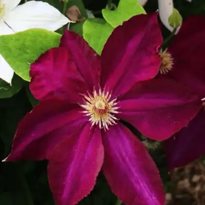 Клематис МАЗОВШЕ в Солигорске