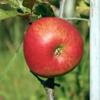 Яблоня ДЫЯМЕНТ в Солигорске