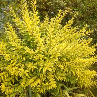 Бирючина АУРЕА обыкновенная в Солигорске