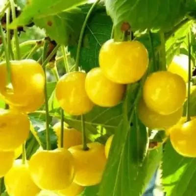 Черешня ПОДСНЕЖНИК в Солигорске