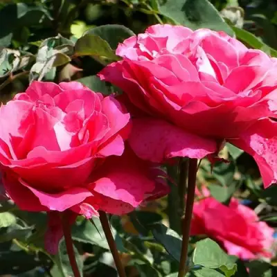 Роза ВИЕН РОУЗ чайно-гибридная в Солигорске