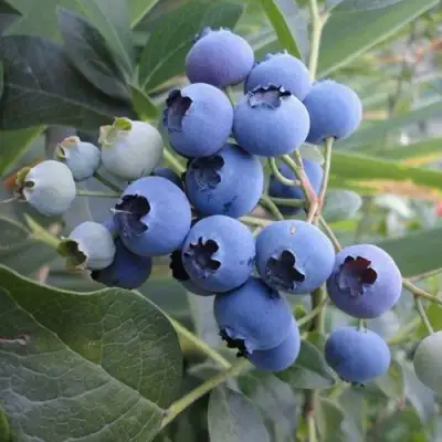 Голубика ЛЕГАЦИЯ в Солигорске