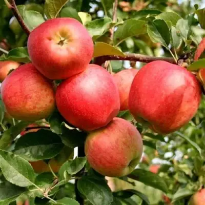 Яблоня ГАЛА МАСТ в Солигорске