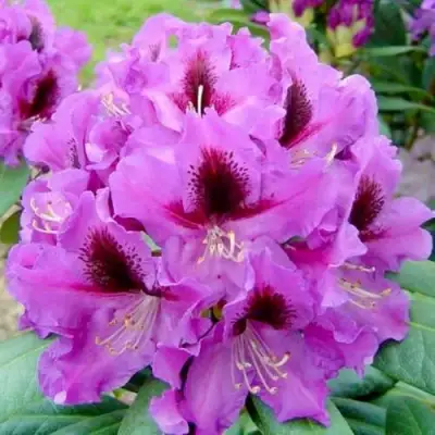 Рододендрон РАСПУТИН в Солигорске