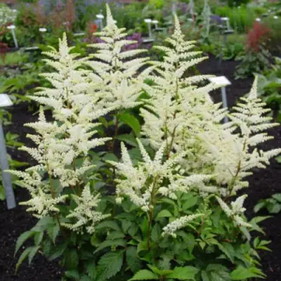 Астильба БРАУТШЛЕЙЕР Арендса в Солигорске