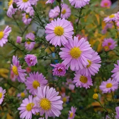 Астра СТРОУБЕРРИ ЭНД КРИМ новобельгийская в Солигорске