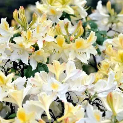 Азалия ДАВИЗИ листопадная в Солигорске