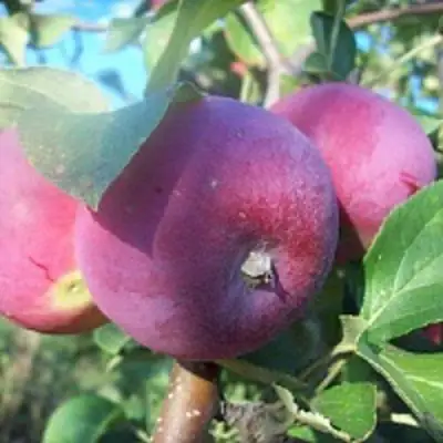 Яблоня СЕРЕБРЯНОЕ КОПЫТЦЕ в Солигорске