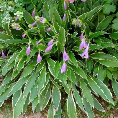 Хоста СТИЛЕТТО гибридная в Солигорске