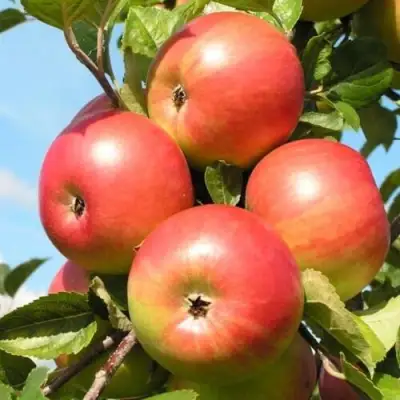 Яблоня ФРИДОМ в Солигорске