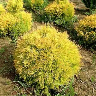 Туя ГЛОБОЗА АУРЕА западная в Солигорске