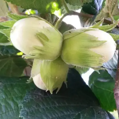 Фундук ЮННАТ в Солигорске