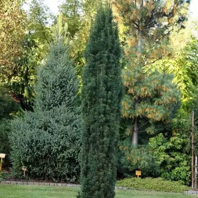 Тис ВОЙТЕК средний  в Солигорске