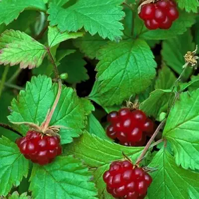 Княженика АУРА в Солигорске