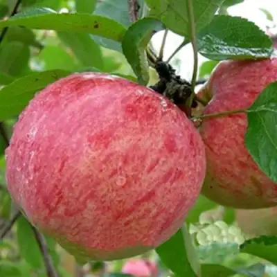 Яблоня ШТРИФЕЛЬ в Солигорске