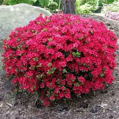 Азалия КАНЗОНЕТТА японская в Солигорске