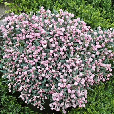 Андромеда БЛЮ АЙС многолистная   в Солигорске