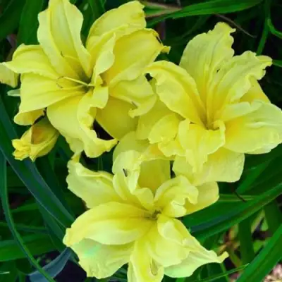 Лилейник ДАБЛ РИВЕР ВАЙ гибридный в Солигорске