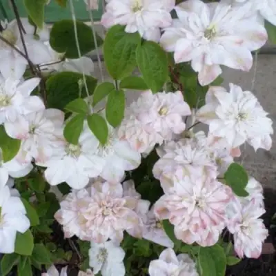 Клематис ИННОСЕНТ БЛАШ в Солигорске