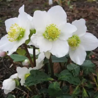 Морозник ЧЕРНЫЙ в Солигорске