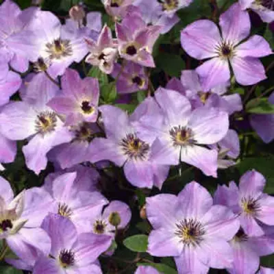 Клематис МОНИНГ СКАЙ в Солигорске